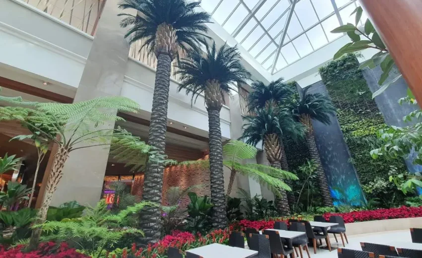 Custom 30-foot preserved palm trees displayed indoors at Solaire Resort Casino Hotel.