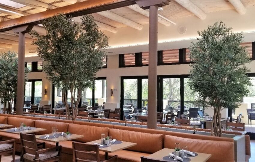 3 Custom Replica 12’ Olive Trees shown at the Miraval Resort & Spa in Tucson, AZ