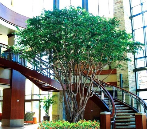 Replica 18’ Acacia Tree shown at upscale Hotel in Manilla Philippines