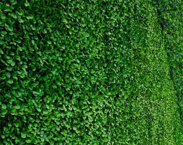Artificial green wall made of dense foliage with various shades of green leaves.