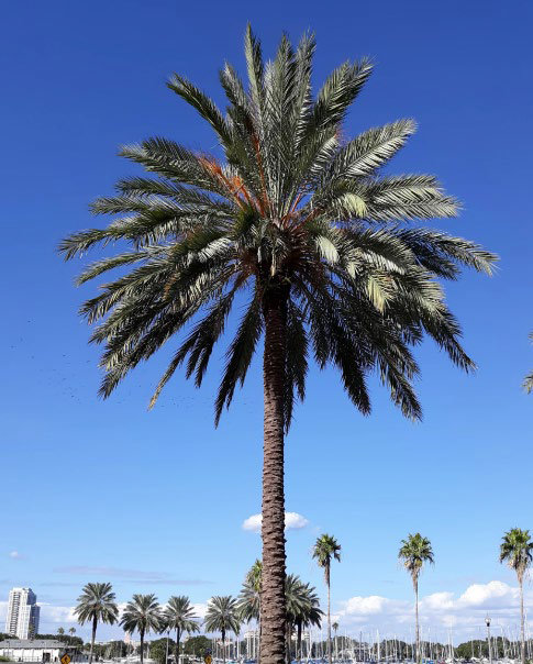 Phoenix Date Palm tree with a tall trunk and lush green fronds against a clear blue sky.