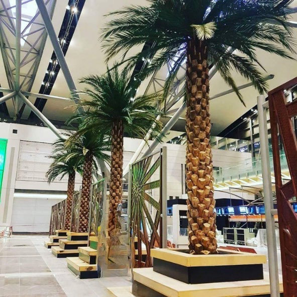 Preserved Phoenix Date Palm trees arranged in a modern indoor setting with wooden bases.