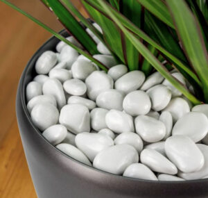 Potted plant featuring green leaves and a base of white pebbles in a round black pot.