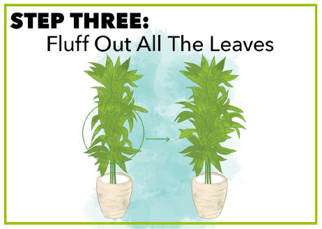 Illustration showing the process of fluffing out leaves on a potted plant with a light background.