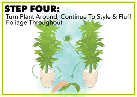 Illustration showing step four of plant care, turning the plant around and fluffing foliage.