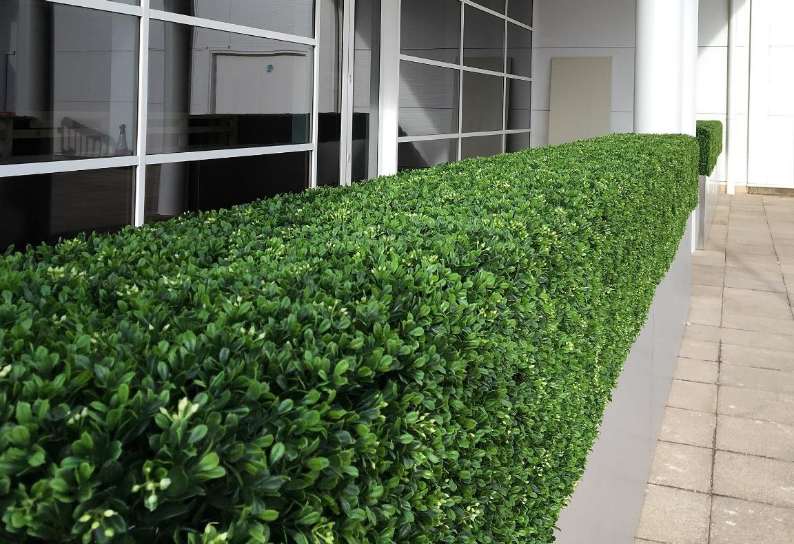 Dense faux boxwood hedges run beside a glass-front building, forming a long manicured green border along the paved walkway.