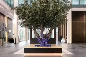 A large olive tree replica with a thick trunk and lush green leaves displayed indoors.