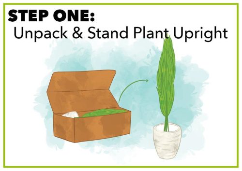 Illustration showing the process of unpacking and positioning a plant upright in a pot.