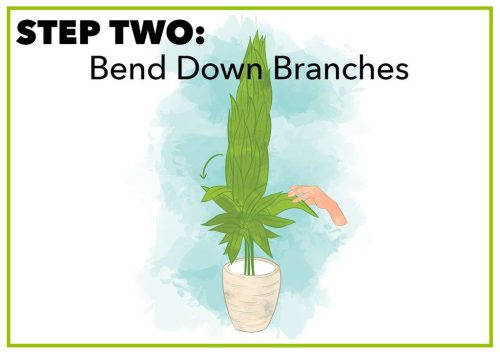 Illustration showing a hand bending down branches of a plant in a white pot with a light background.